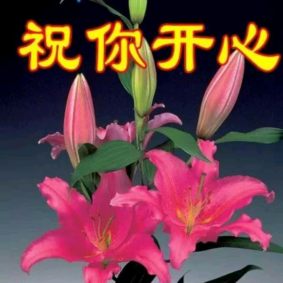 书琴