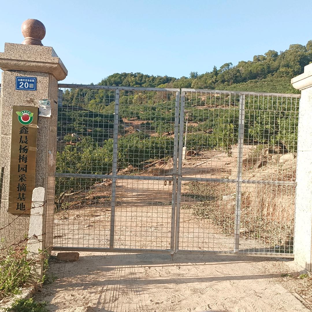 鑫晨杨梅采摘园