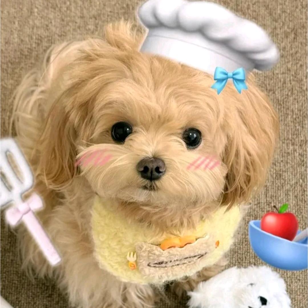 🐶🐶