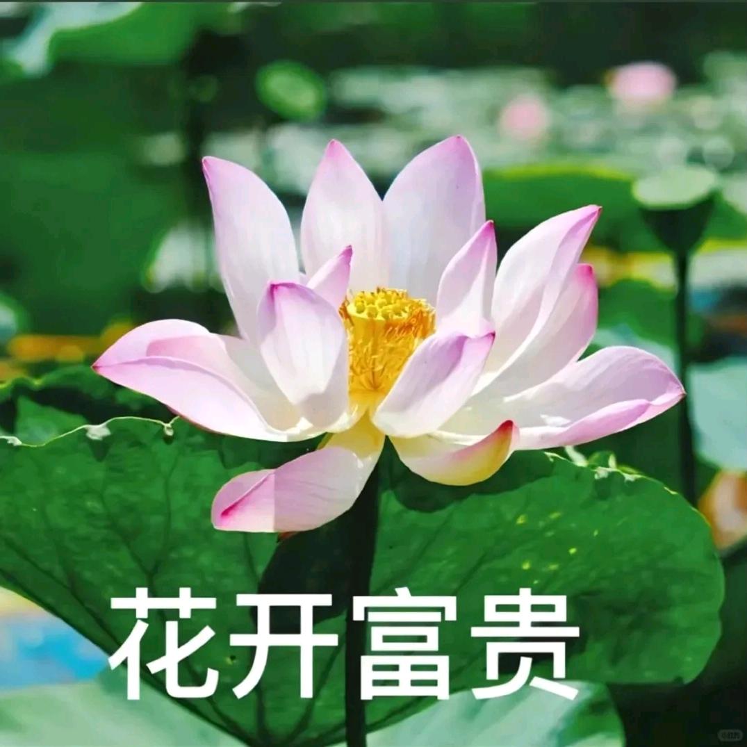 花开富贵（暴富版）