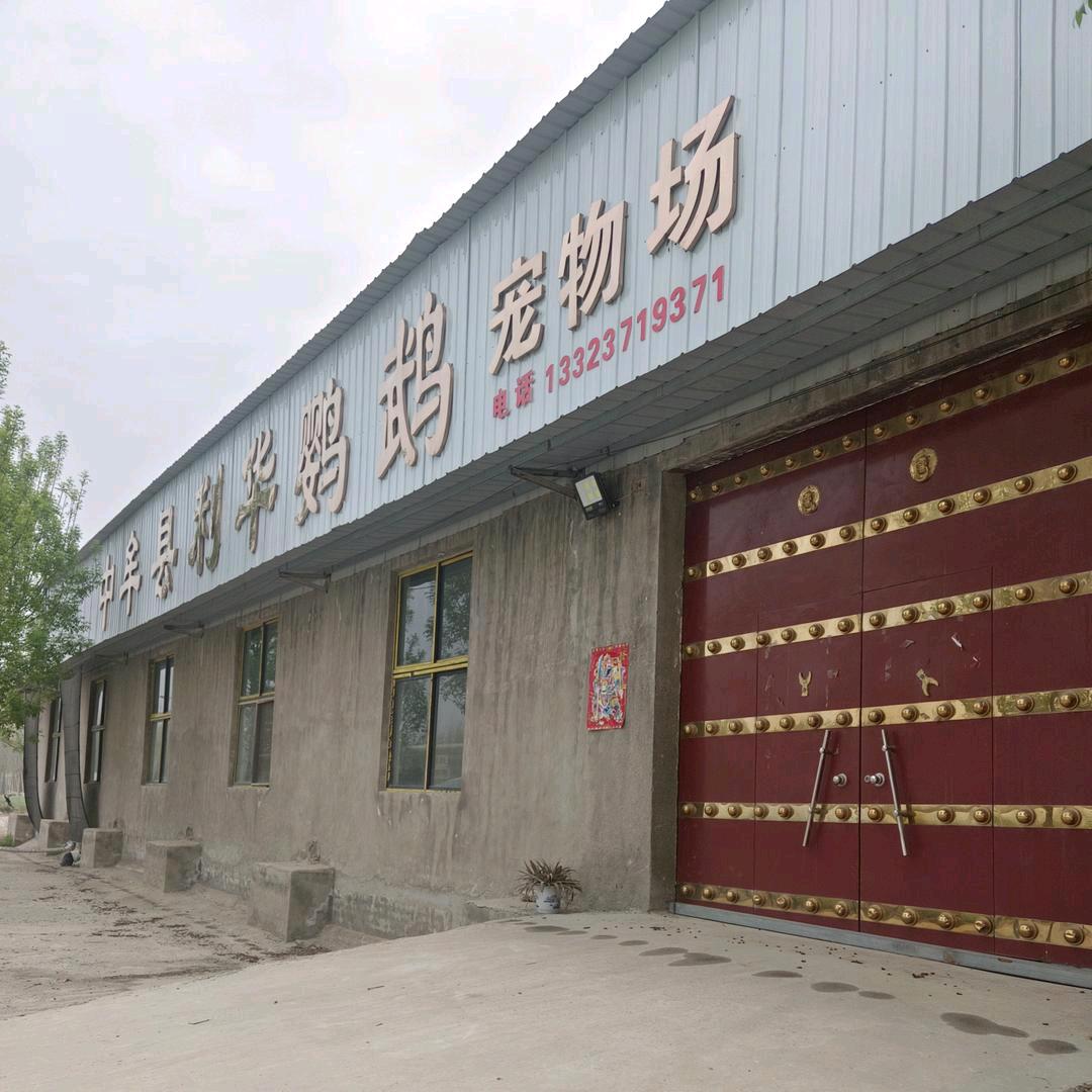 中牟县利华鹦鹉