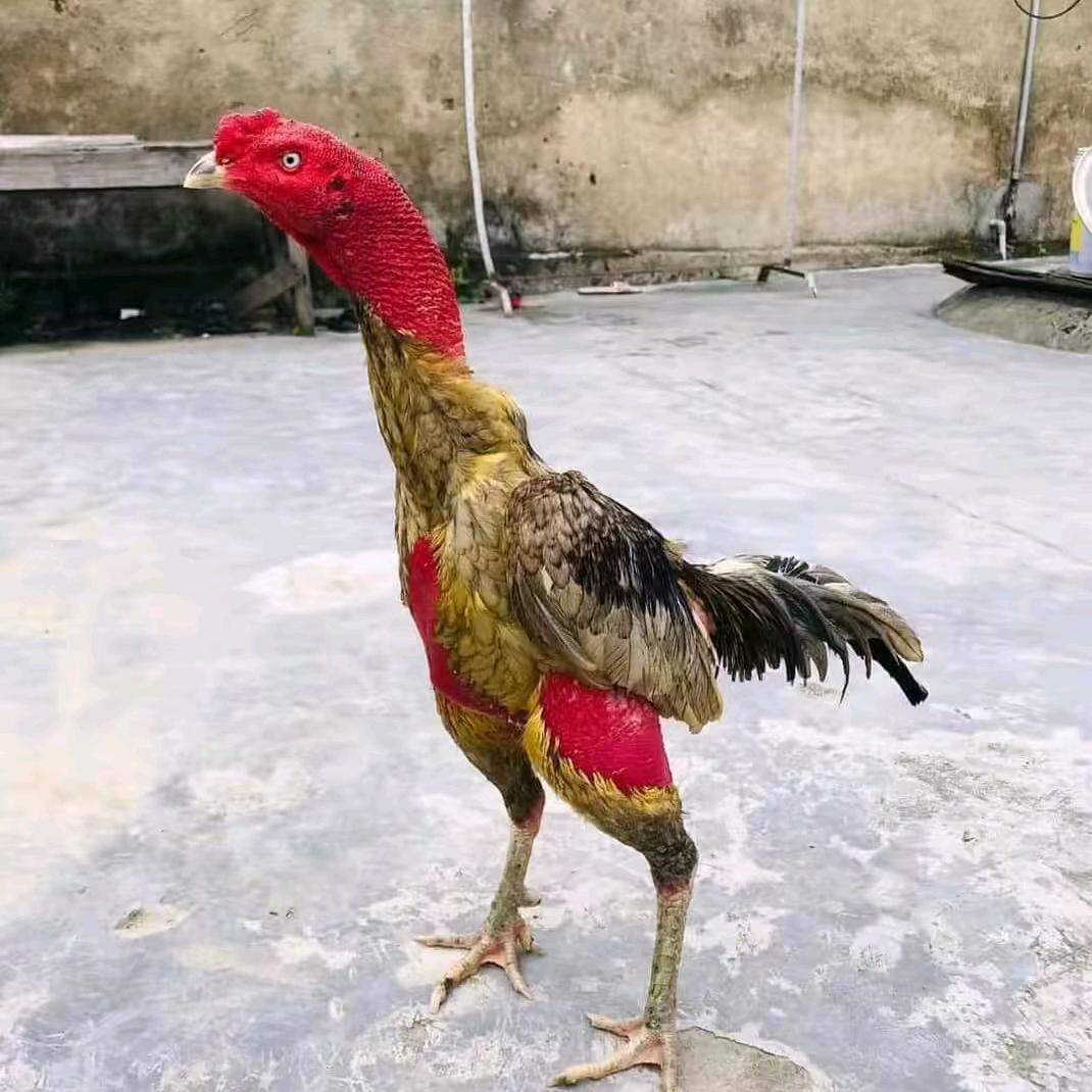 小张（ 越南芽庄精选斗鸡）