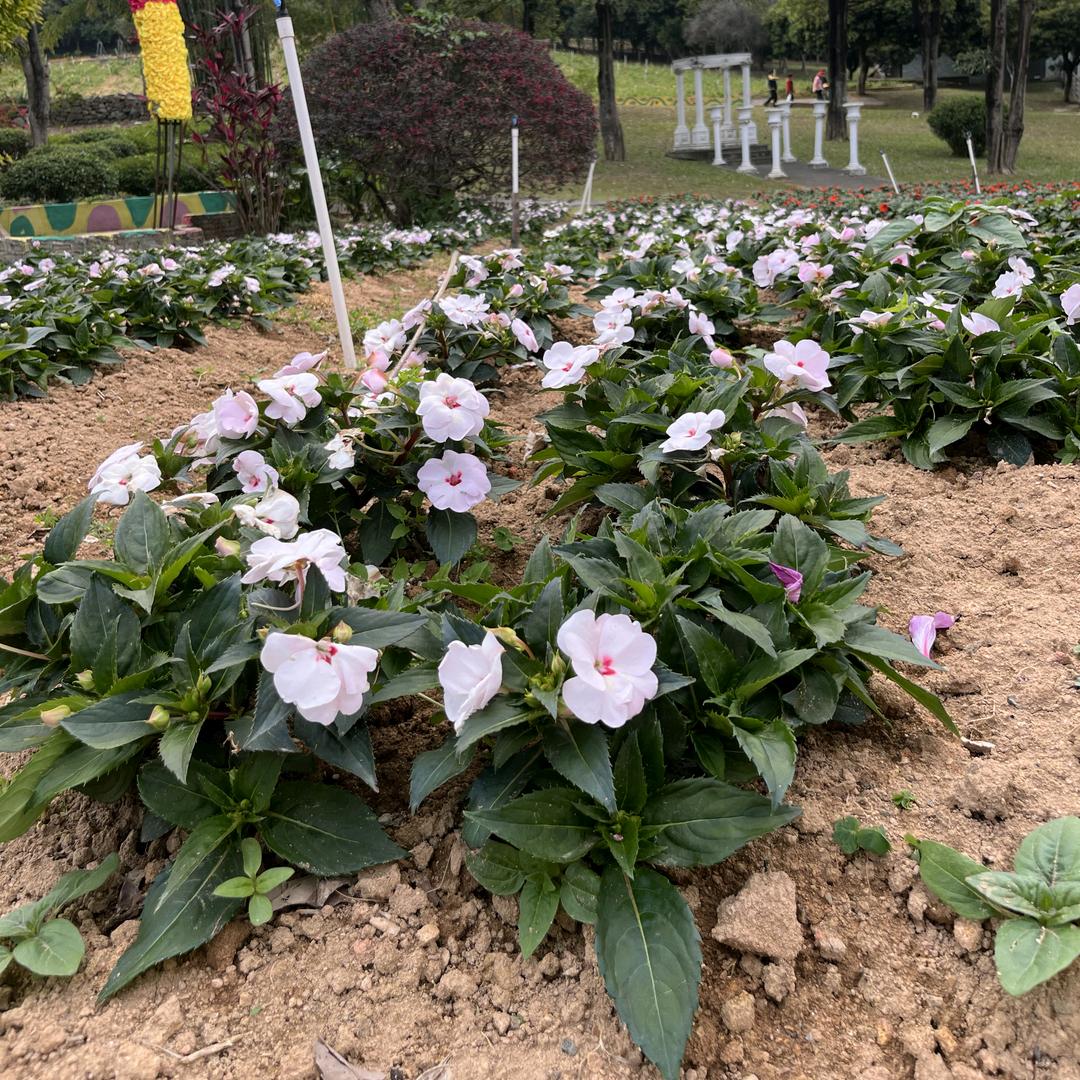 陌上花开正当时