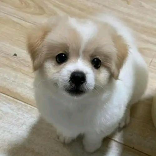 球球