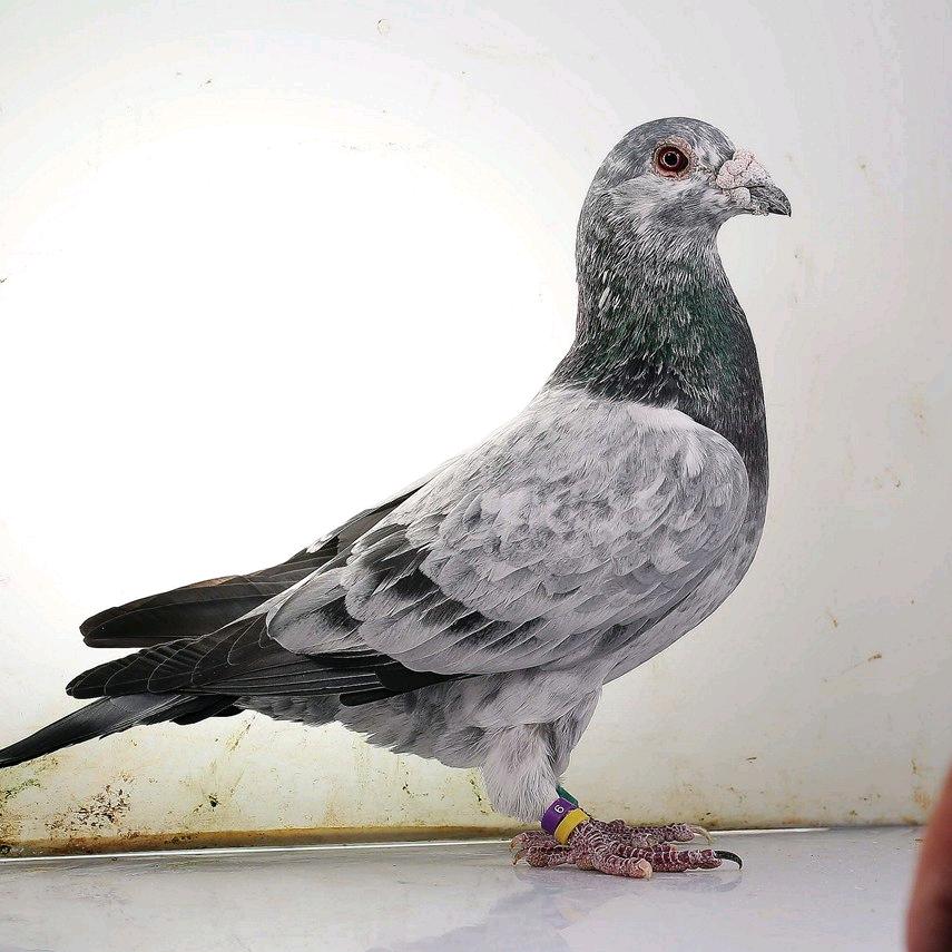 诚信🕊鸽业