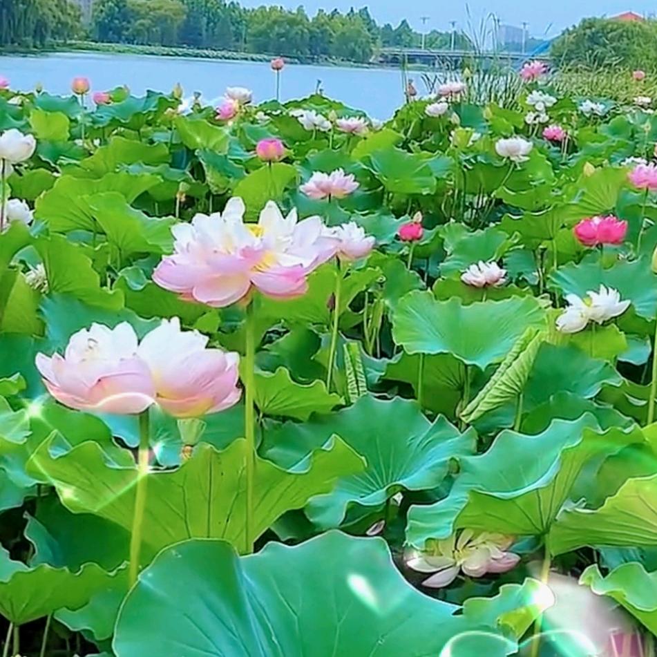 八月