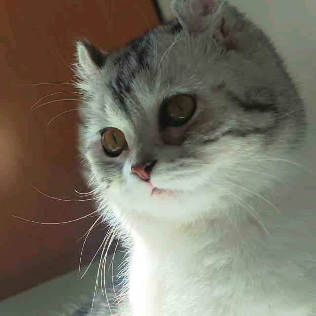 英子.