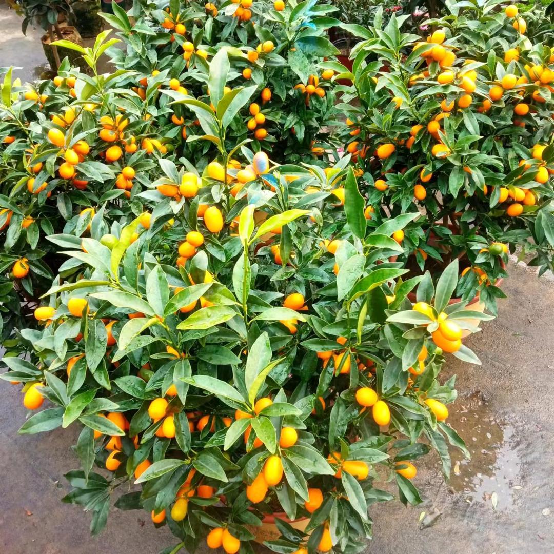 月亮旁边的星⭐星