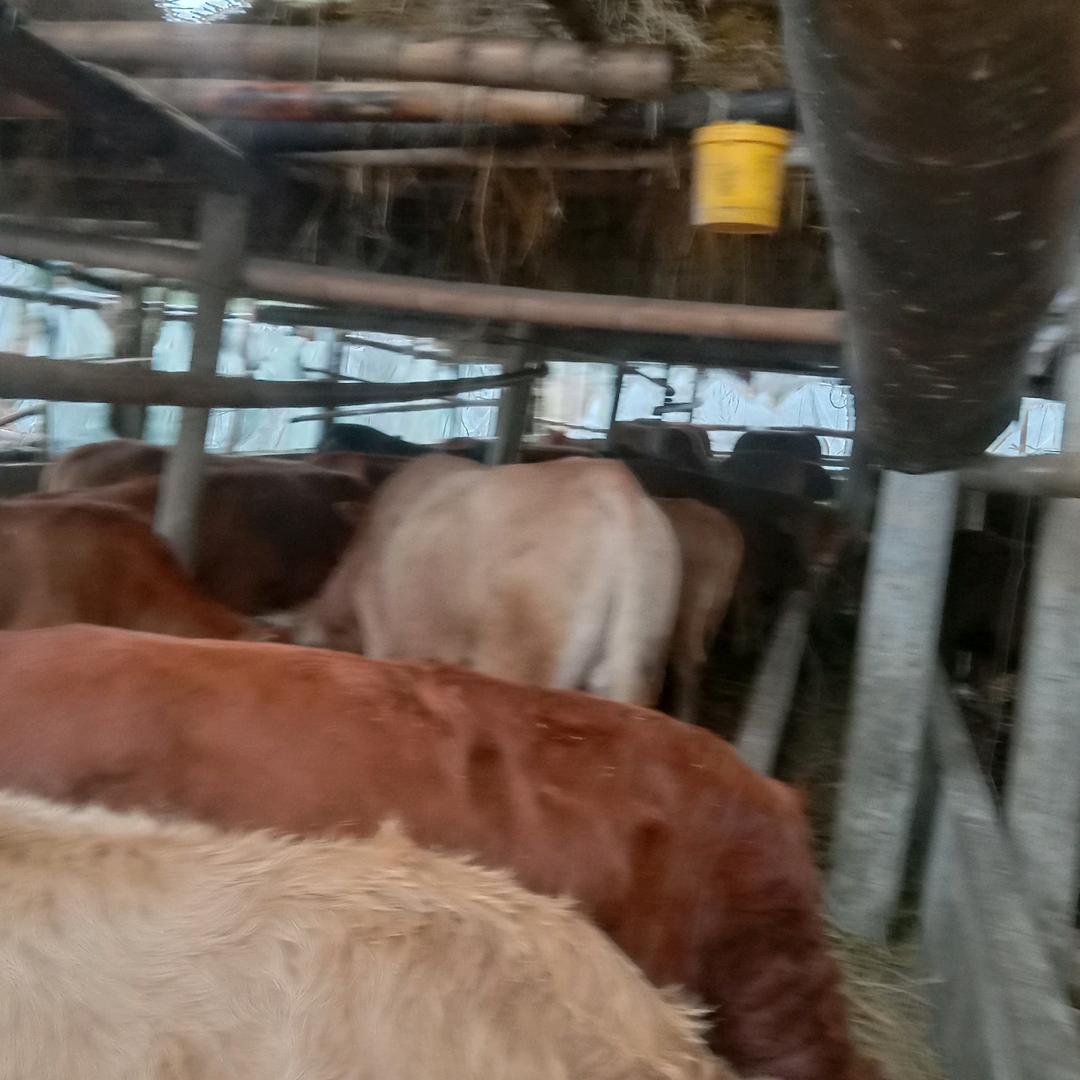 王灿群高山放养老家土牛羊肉