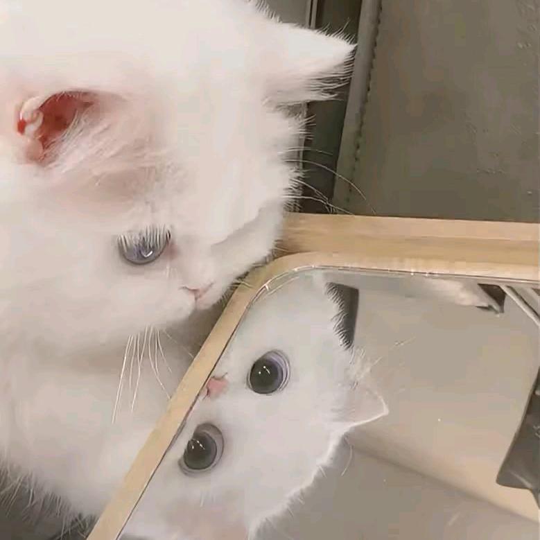 君衍钰