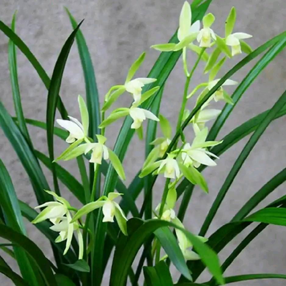 兰花草🌿