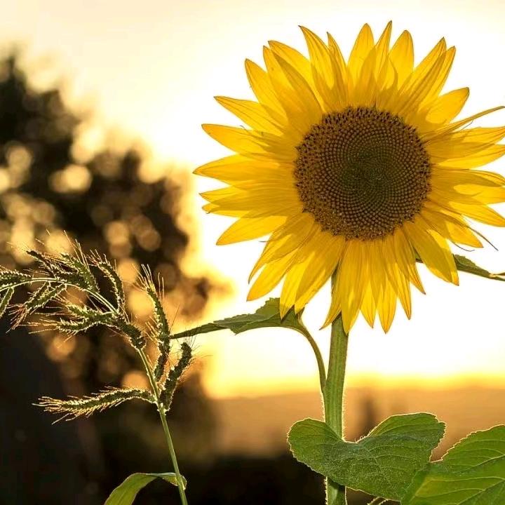 @忘忧草从开始🌻🍀