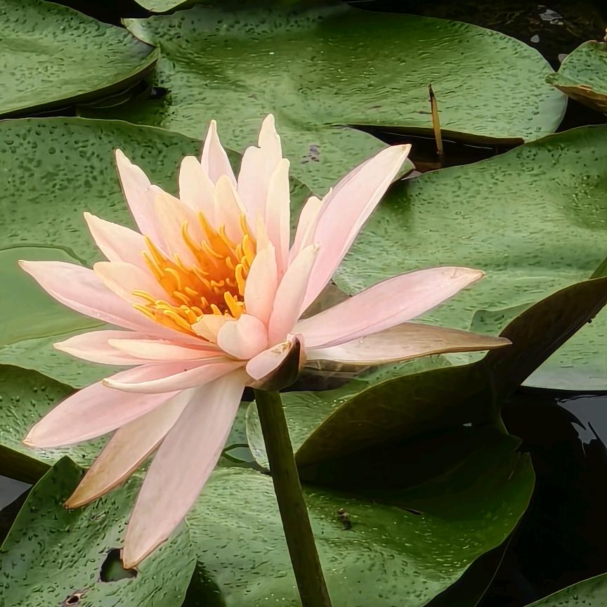 一卡车的小豌豆