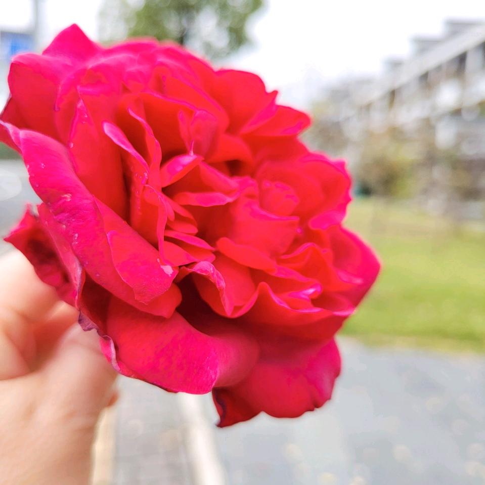 向阳花开