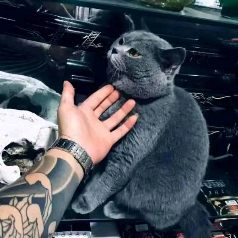 ཨ་阿ཕོ布་ཧོར།霍