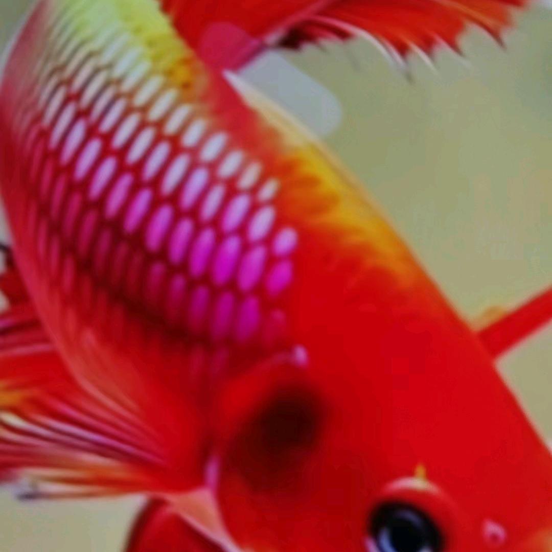 快乐健康🌺🌺🌺🌺