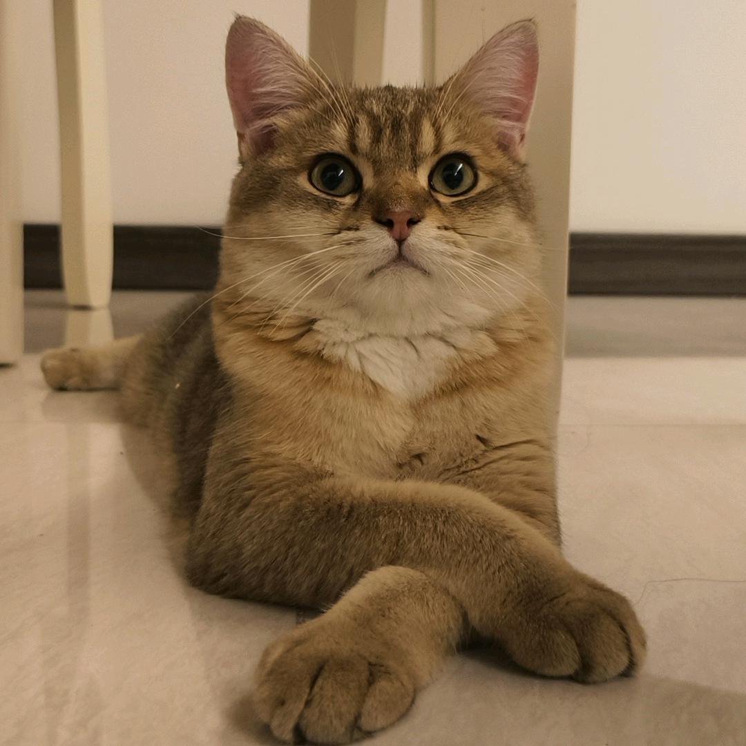 狗狗是只猫(成长日记)