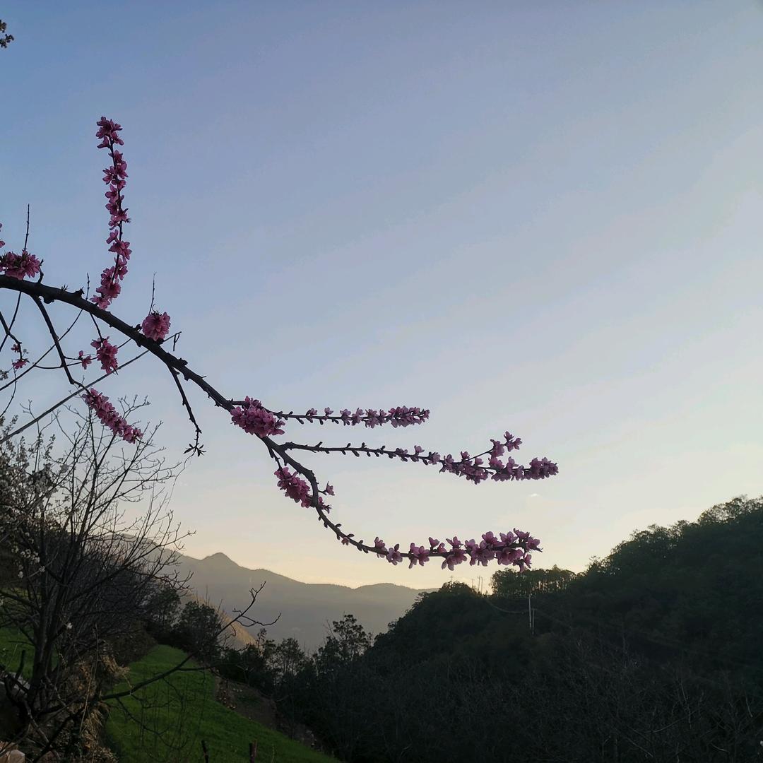 村干部（小张）