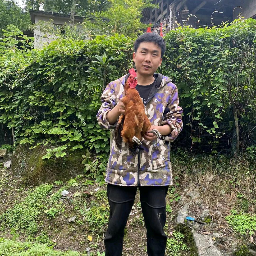 刘方方收土鸡（松滋）