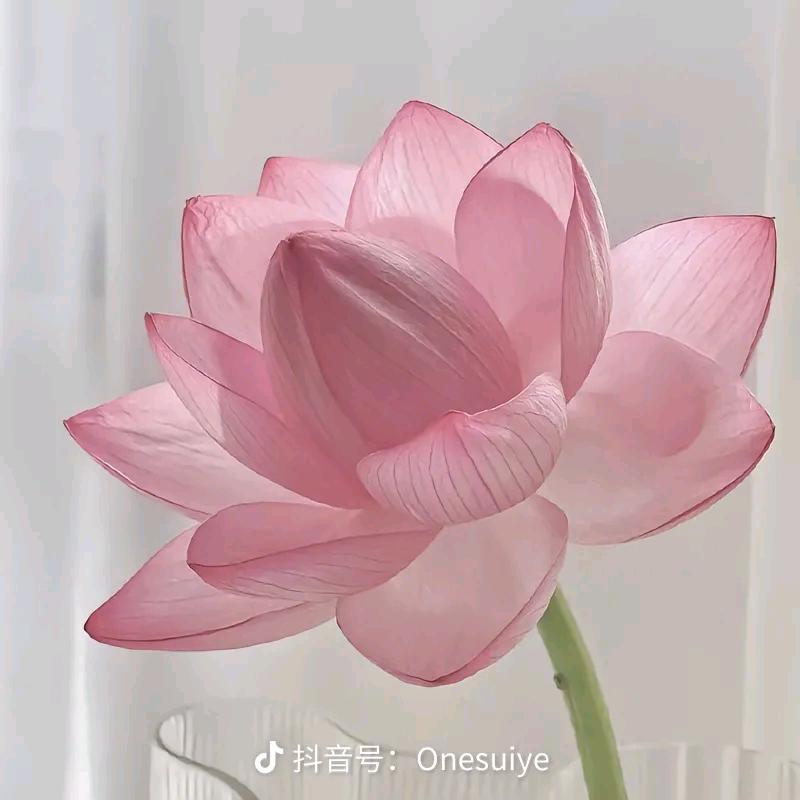 不准说我菜！