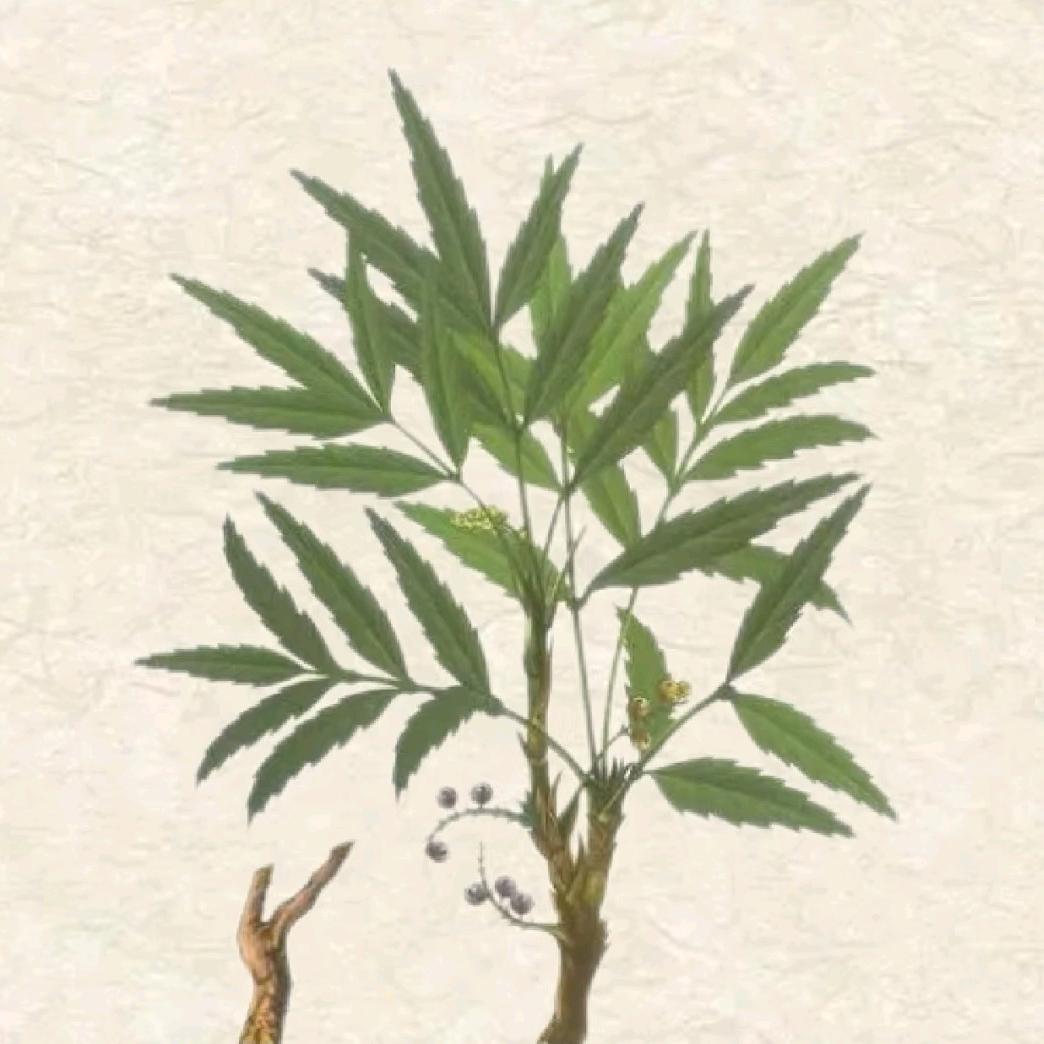 浪植迹