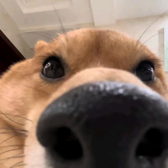 菜狗陈