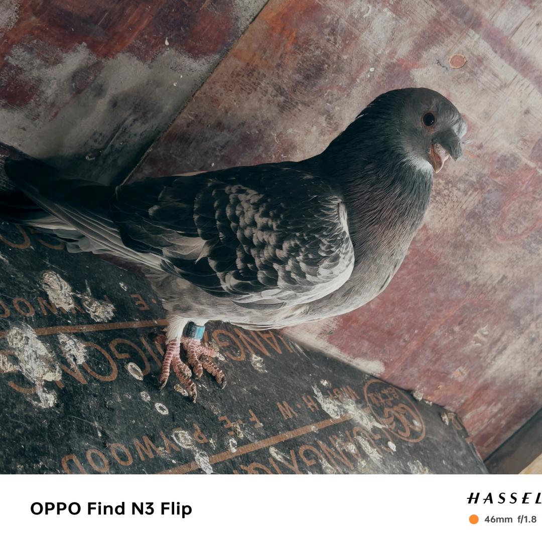 强。。。。。。。子