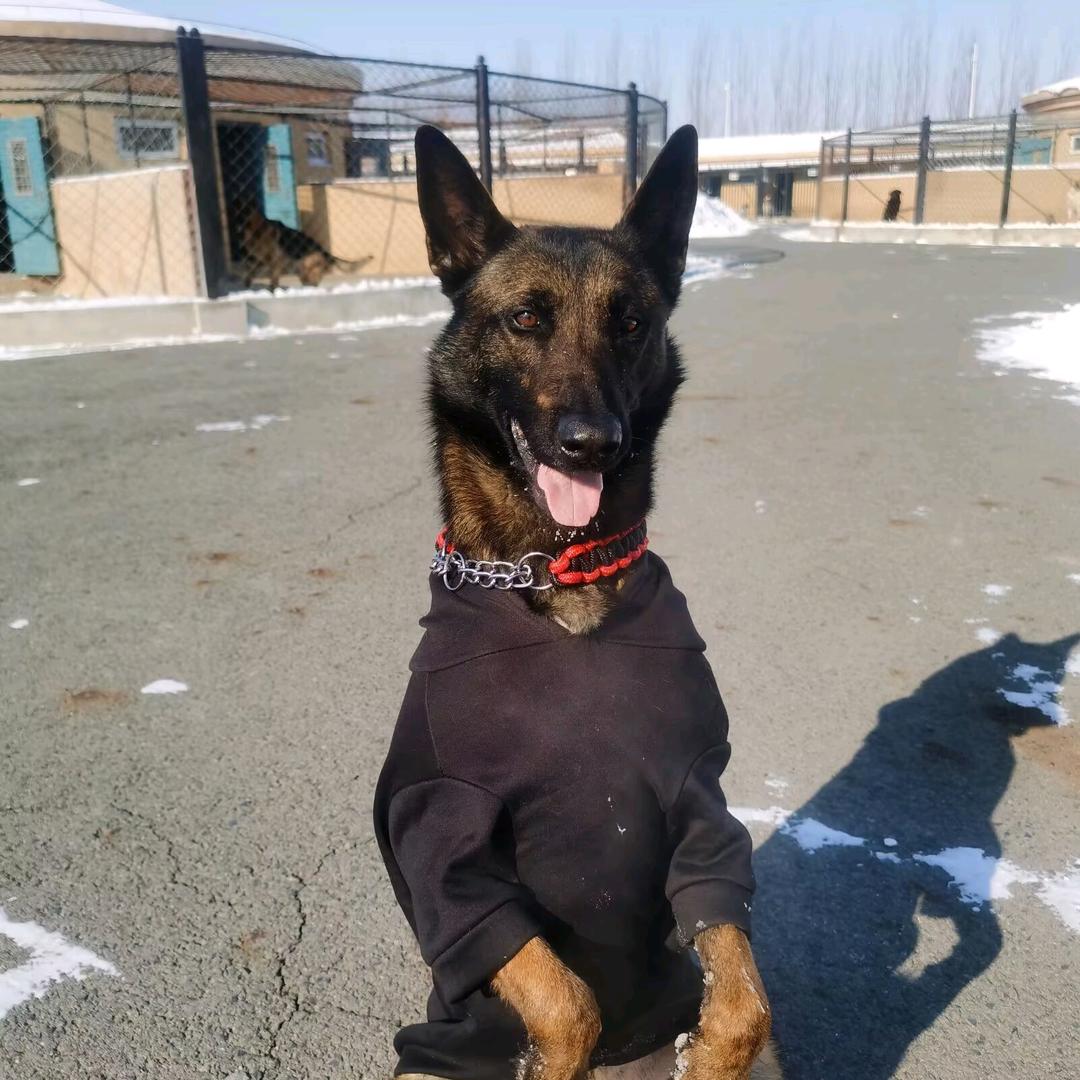 驯兽师训的是兽