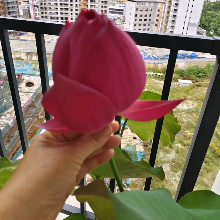 云南打歌妹