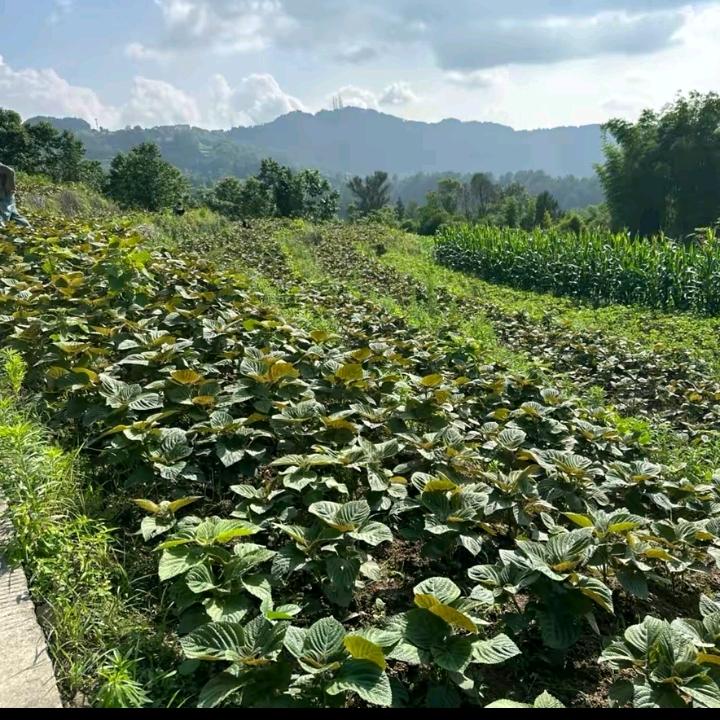 农户产品发展收购，及旧衣服回收