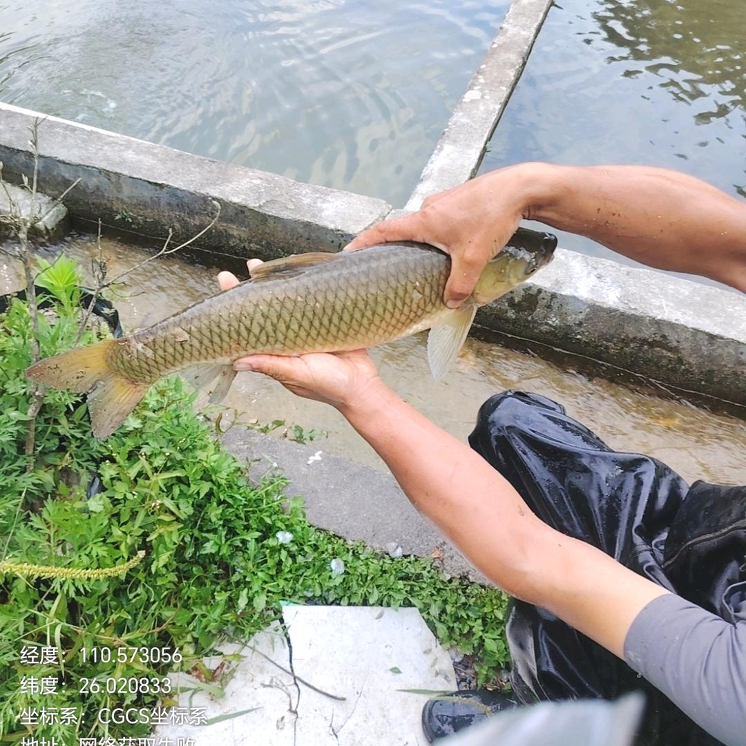 娱乐钓鱼（桂林资源龙湶农场）
