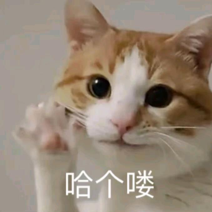 小鱼崽