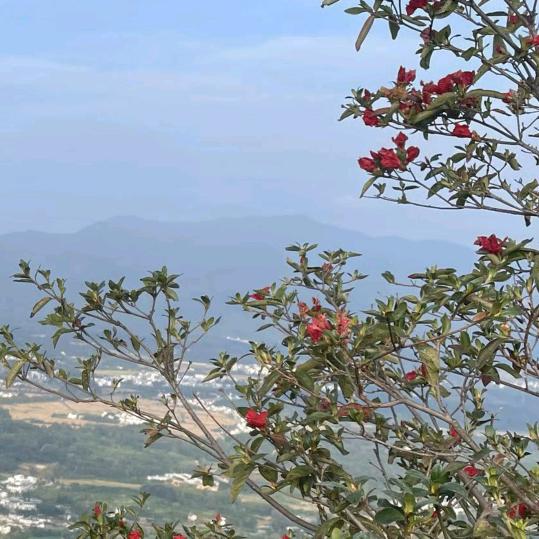 西递邮姐姐（景区售票口对面）