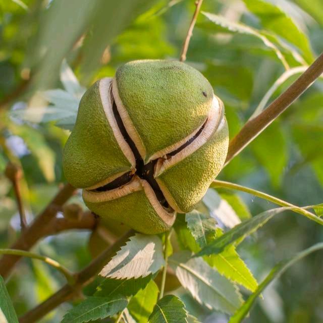 山东林昱宏文冠果