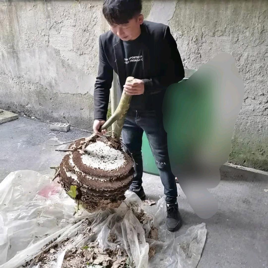 涛涛《户外蜂》