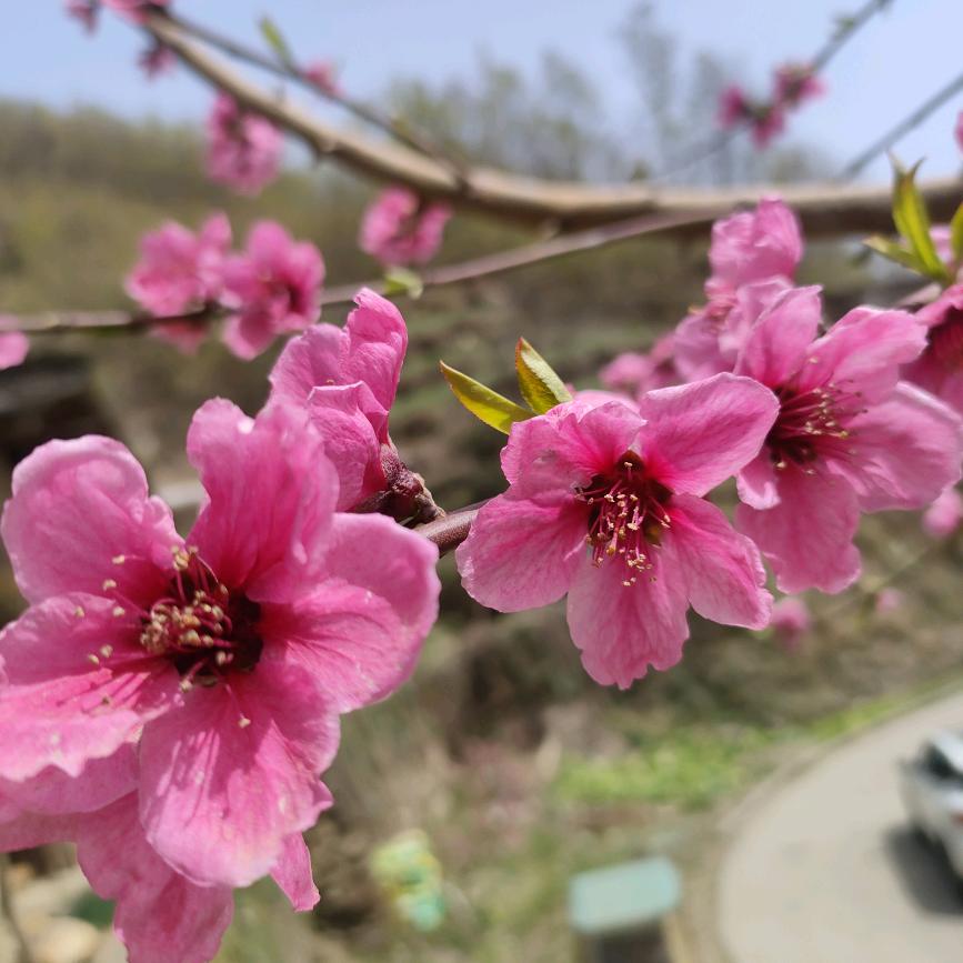 苦菜🌸🌸🌸🌸🌸🌸姣姐