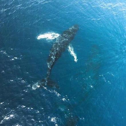 Rx小咸（三角洲行动）