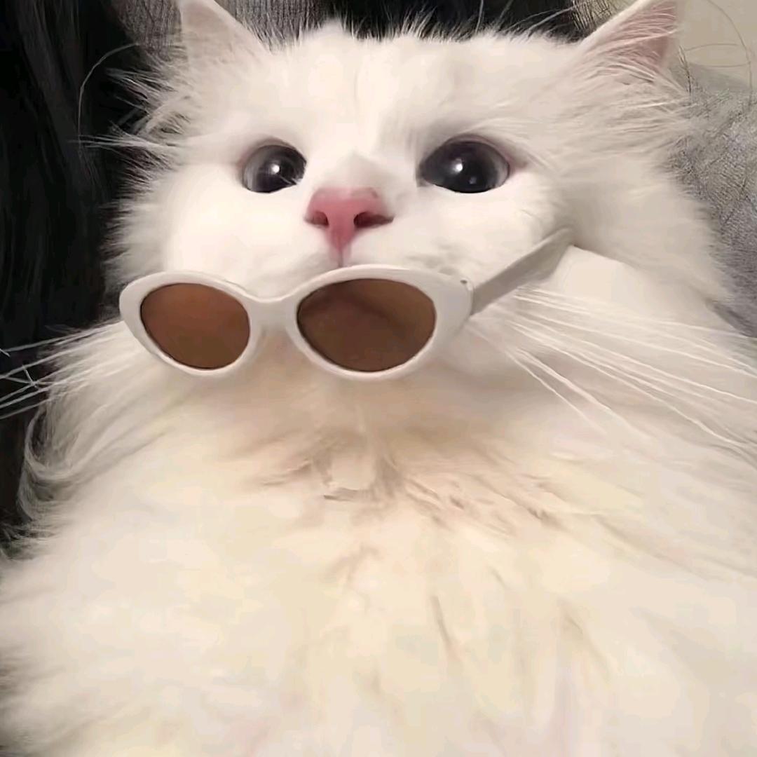 大大怪有台75plus