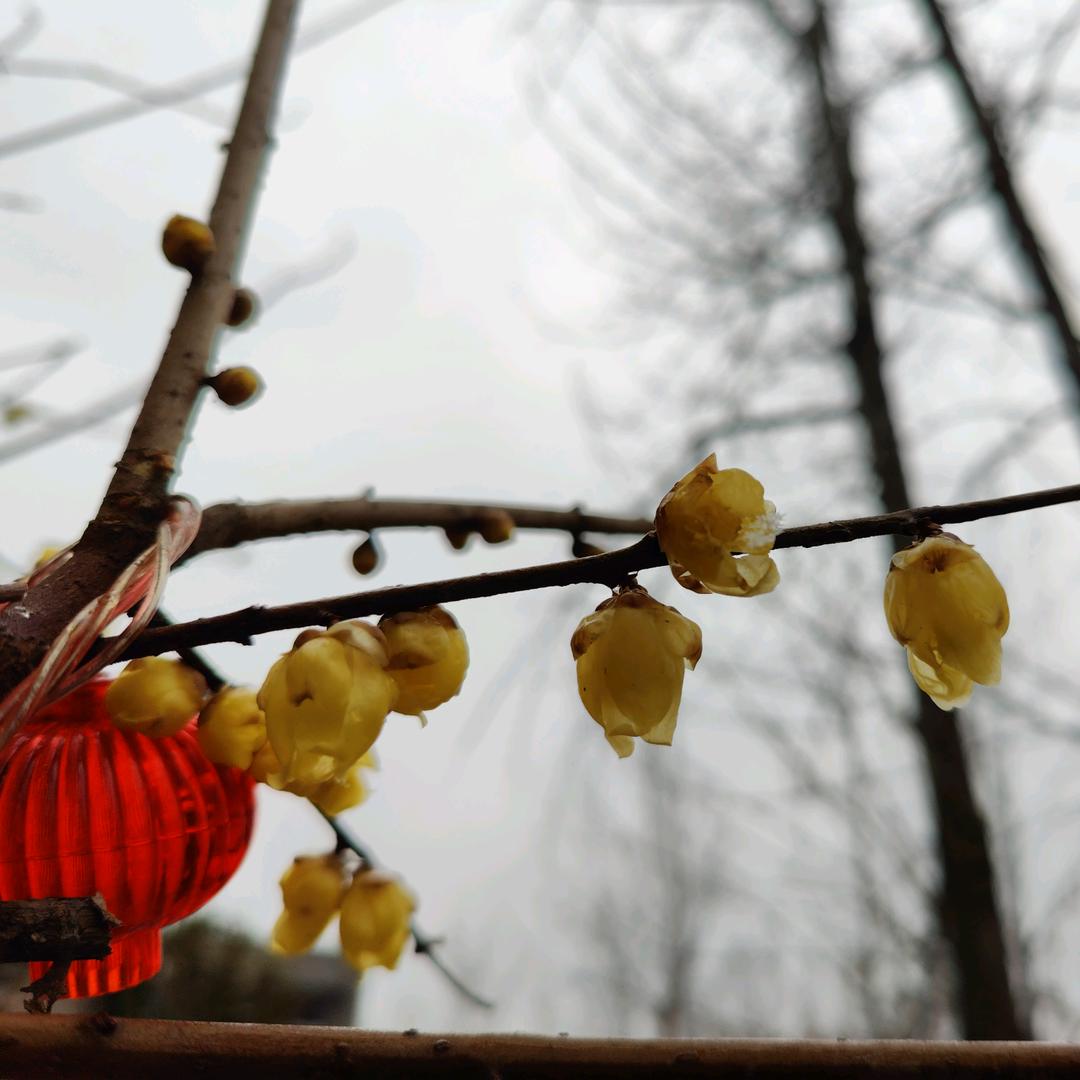 庚午霜序