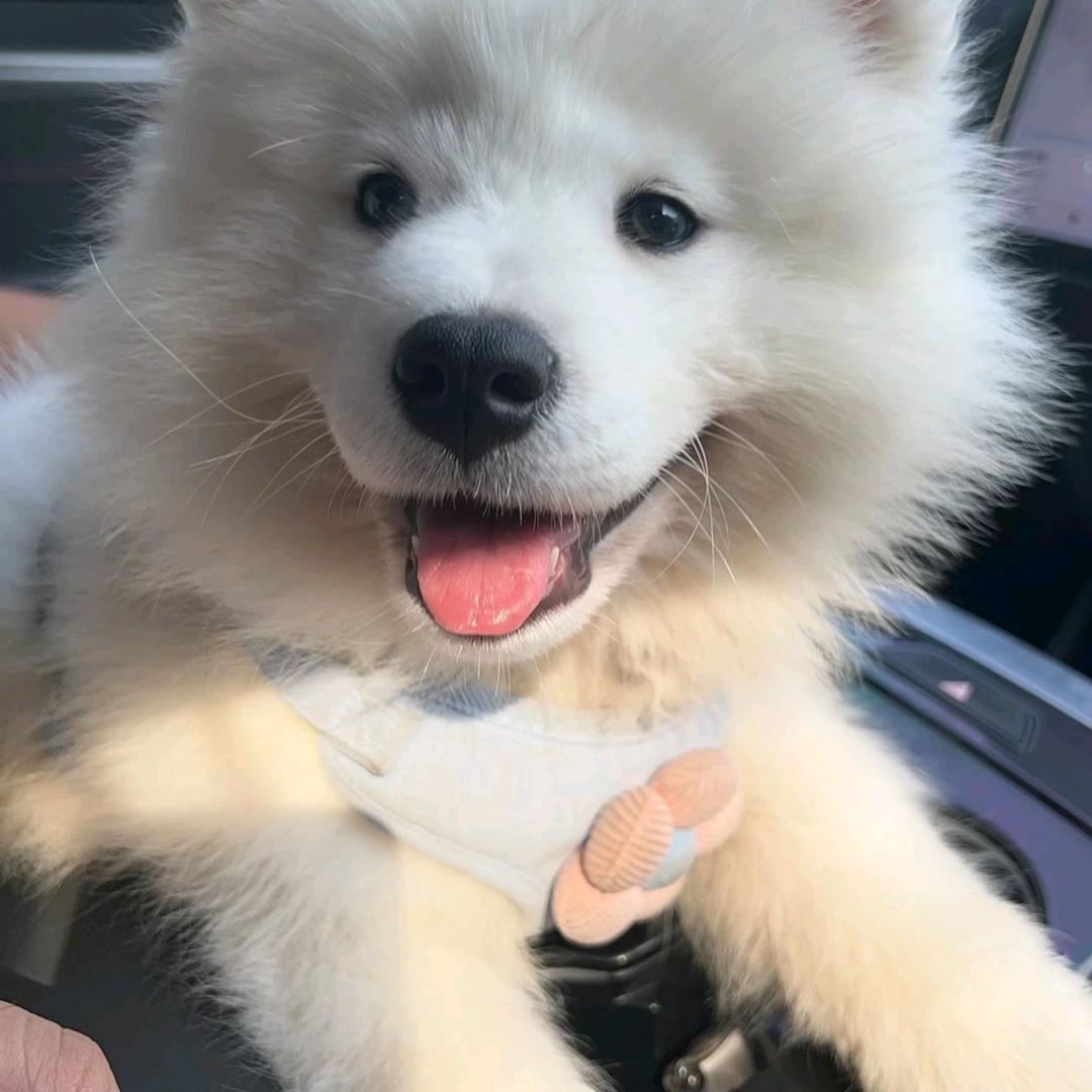 ¹杯冰⁸⁵半糖