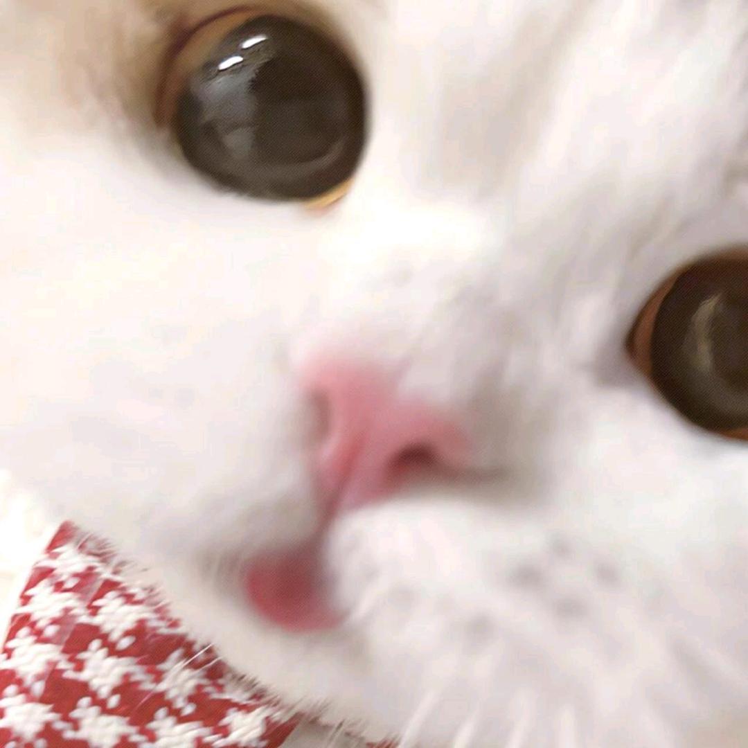 姝姝锦