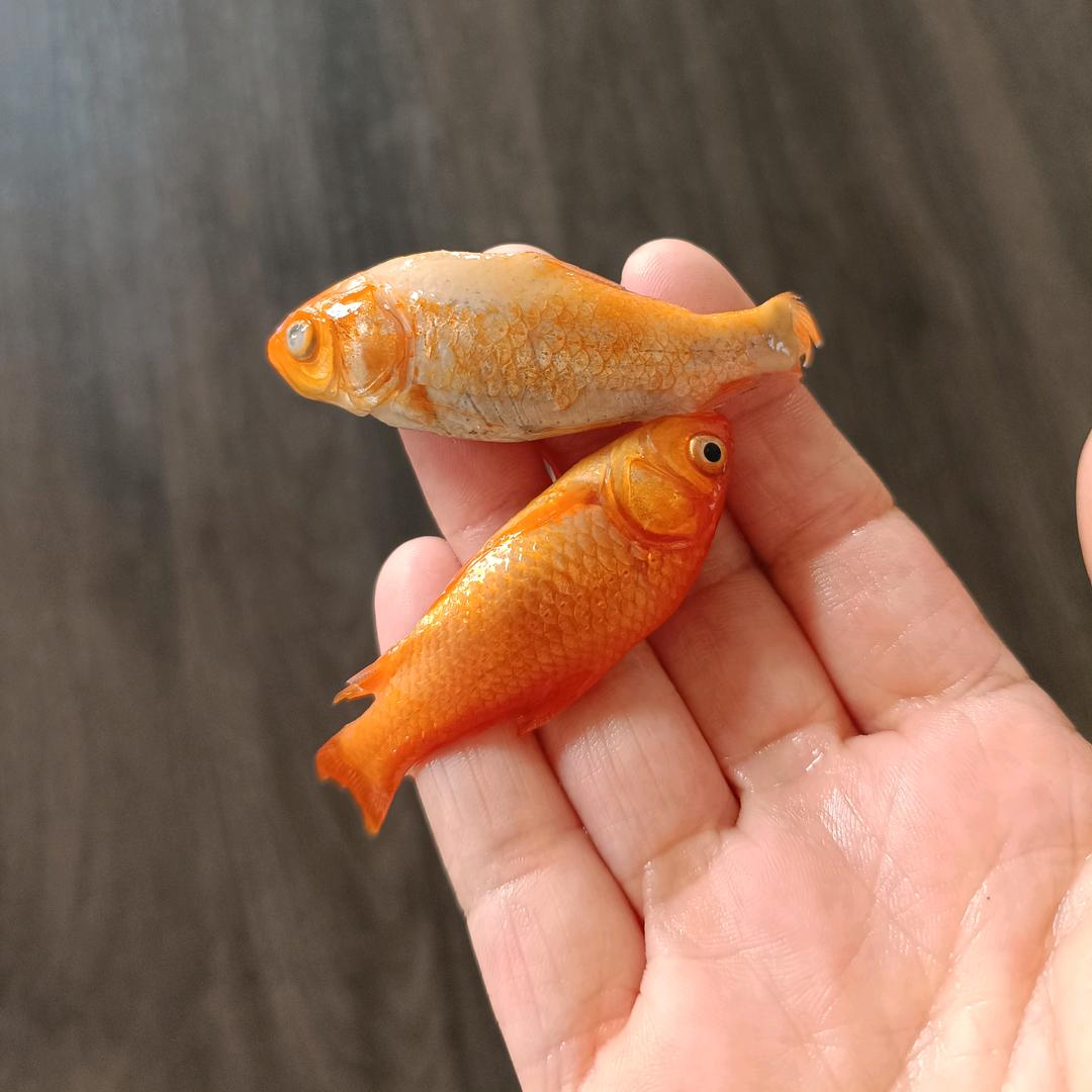赠与