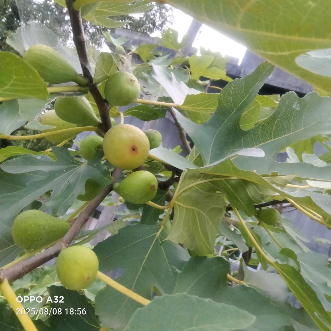 ╭(╯开心肖肖乐╰)╮