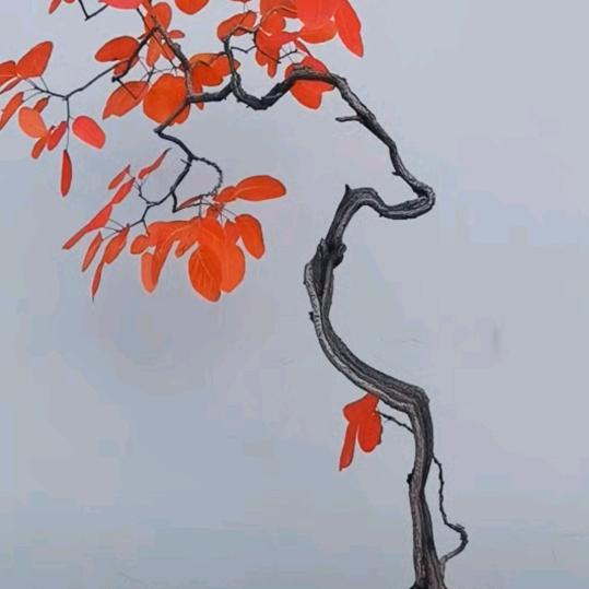 老陈盆景