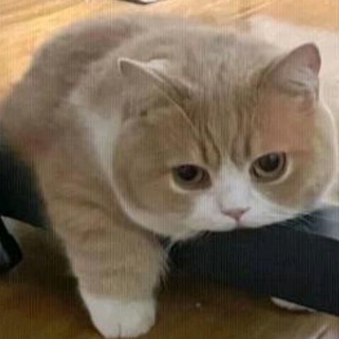 番茄鸡蛋面