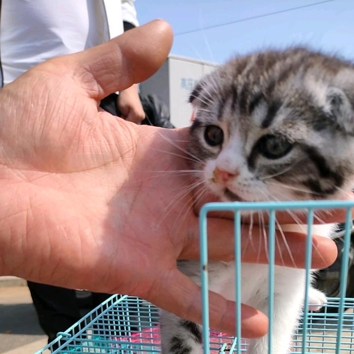 红萍