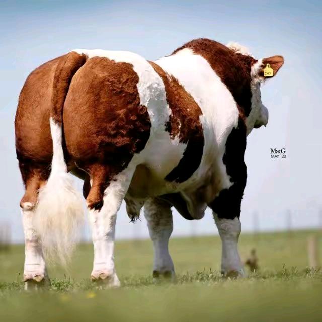 🌊养殖种公牛🐮