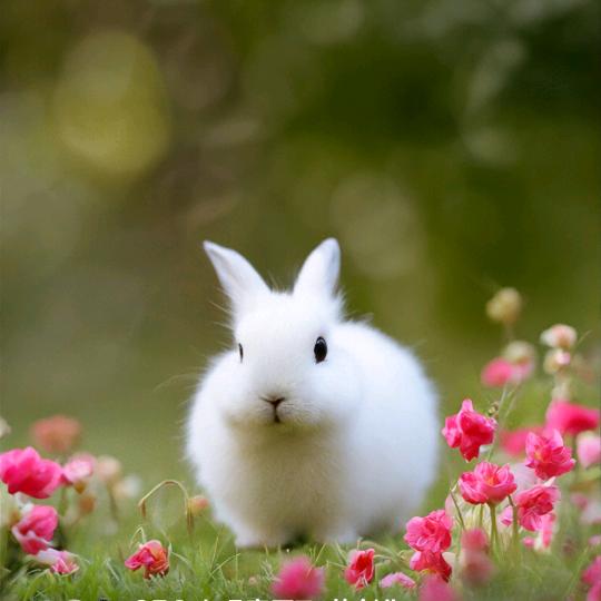 平平淡淡才是真