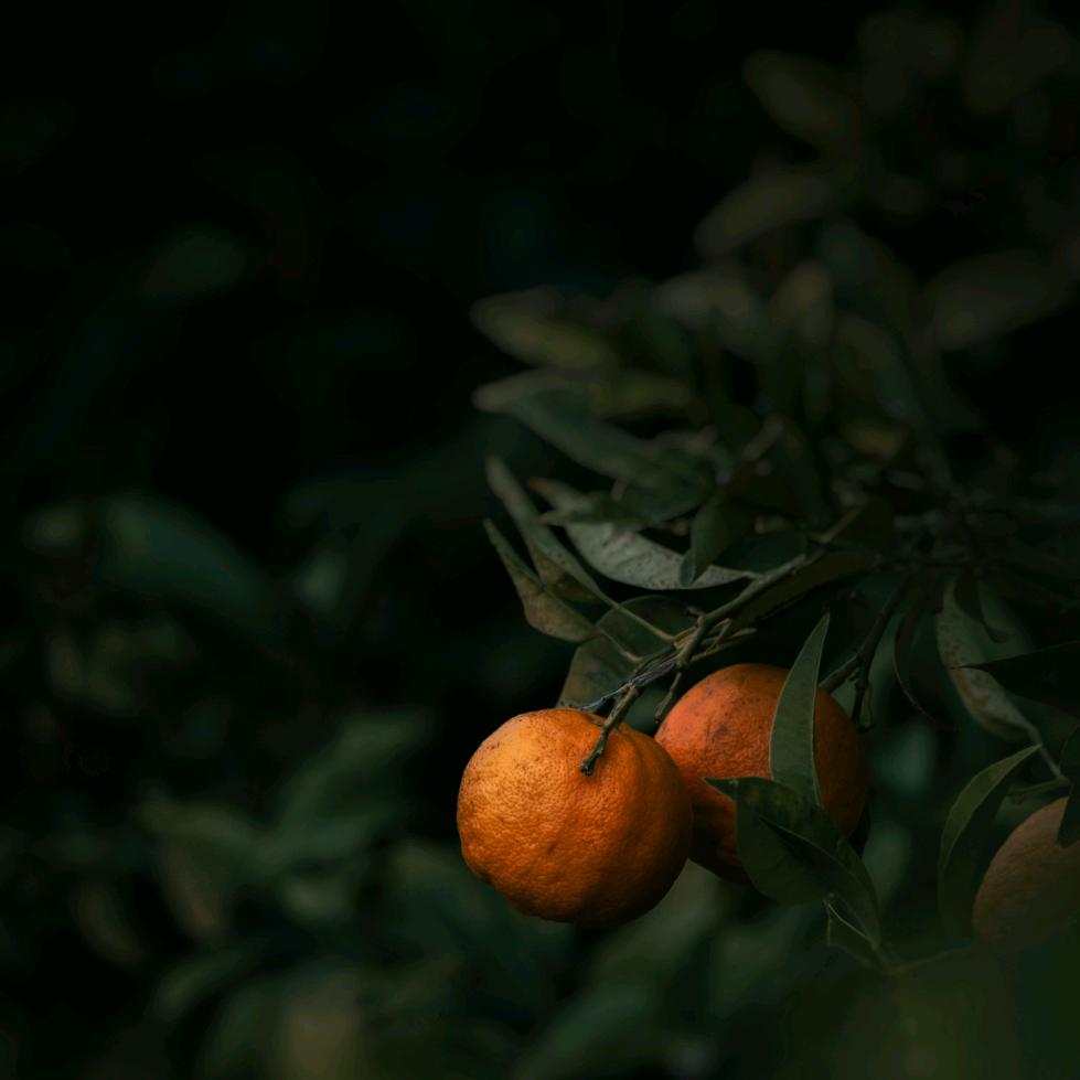 🌿心缇