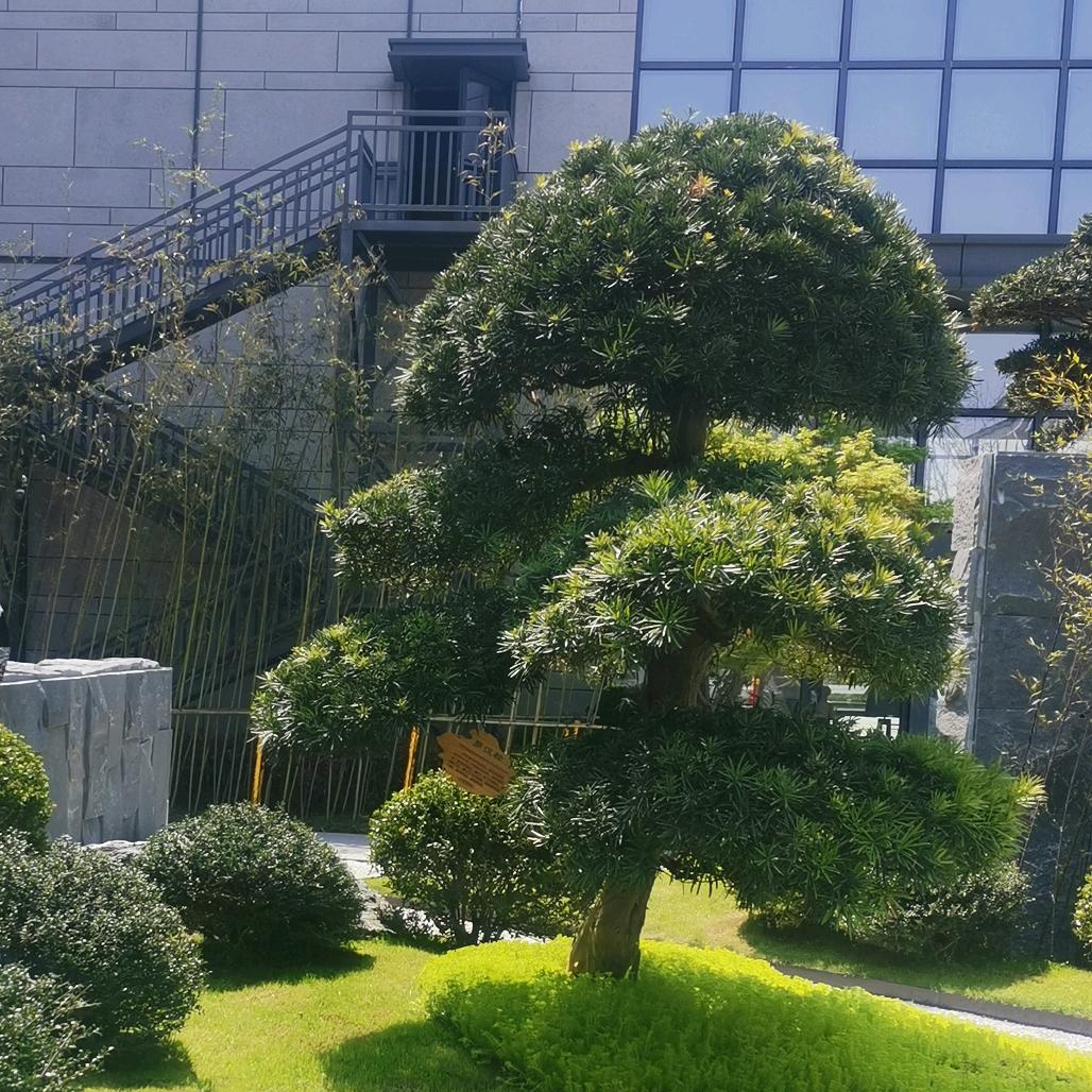 头有点歪